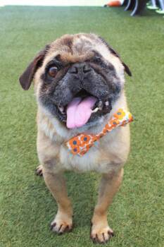 Ian -  Pug Dog for Adoption in Gardena, California - Ian | PetCurious