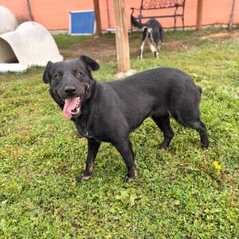 Imelda -  Mixed Breed Dog for Adoption in Spokane, Washington - Imelda | PetCurious