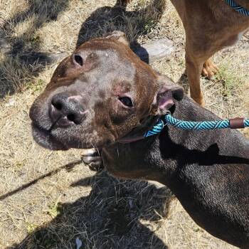 Snickers -  Pit Bull Terrier Dog for Adoption in The Dalles, Oregon - Snickers | PetCurious