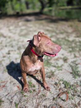 MIMI -  Pit Bull Terrier and Coonhound Dog for Adoption in Audubon Park, Kentucky - MIMI | PetCurious