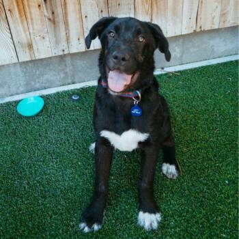 Mixed Breed Dogs Available for Adoption in Jackson, Wyoming - Chum | PetCurious