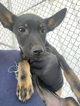 Rescue Terrier Dogs for Adoption in Thousand Oaks, California - Siggy | PetCurious