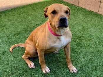 Boxer and Mixed Breed Dogs Available for Adoption in Moreno Valley, California - JULIETTE | PetCurious