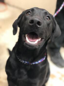 Labrador Retriever Dogs Available for Adoption in New Braunfels, Texas - Noah | PetCurious