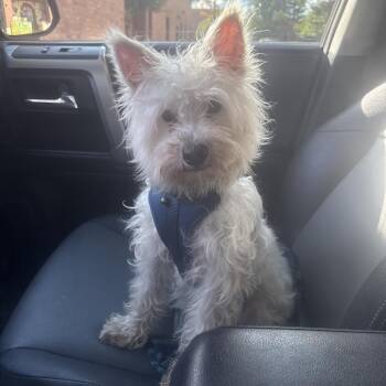 Winston -  Miniature Schnauzer and Mixed Breed Dog for Adoption in Fort Collins, Colorado - Winston | PetCurious