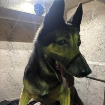 IVHS-Stray-142605 -  German Shepherd Dog Dog for Adoption in San Gabriel, California - IVHS-Stray-142605 | PetCurious