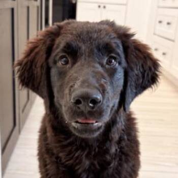 Clyde Cloud Nine -  Labrador Retriever Dog for Adoption in Friendswood, Texas - Clyde Cloud Nine | PetCurious