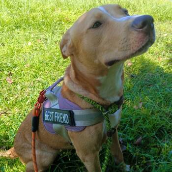 Rescue Mixed Breed Dogs for Adoption in Middleburg, Florida - Topher 28041 | PetCurious