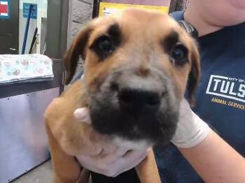 German Shepherd Dog and Mixed Breed Dogs Available for Adoption in Tulsa, Oklahoma - KHIP | PetCurious