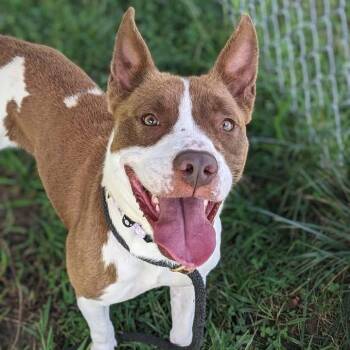 Matilda (ID 52978) -  American Bully Dog for Adoption in Manassas, Virginia - Matilda (ID 52978) | PetCurious