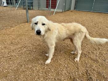 Summer SAT -  Great Pyrenees Dog for Adoption in Quinlan, Texas - Summer SAT | PetCurious