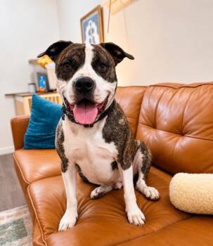 American Bully and Pit Bull Terrier Dogs Available for Adoption in Friendswood, Texas - King Bubbaloo Your Oversized Lap Dog | PetCurious