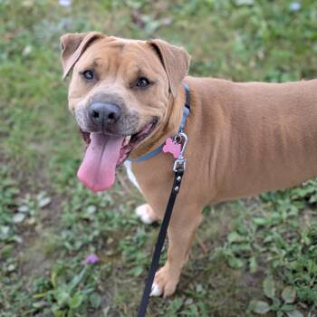Mary Jane -  Mixed Breed Dog for Adoption in Syracuse, New York - Mary Jane | PetCurious