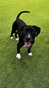 Hawaii - 2 -  Labrador Retriever and Mixed Breed Dog for Adoption in Daytona Beach, Florida - Hawaii - 2 | PetCurious