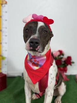 Jerry -  Pit Bull Terrier and Labrador Retriever Dog for Adoption in Carlsbad, California - Jerry | PetCurious