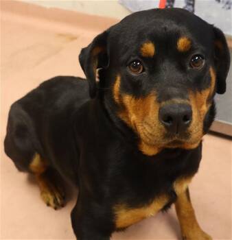 Mixed Breed and Rottweiler Dogs Available for Adoption - ELISE | PetCurious