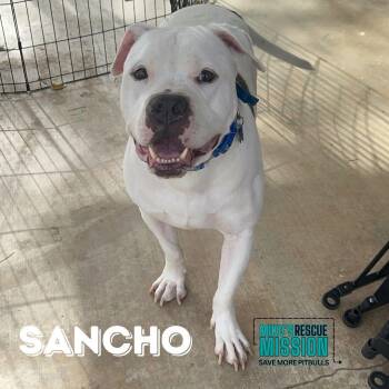 Sancho -  Pit Bull Terrier and American Bully Dog for Adoption in Torrance, California - Sancho | PetCurious