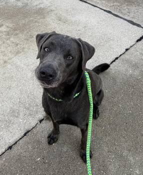 Bennet -  Labrador Retriever Dog for Adoption in Fremont, Nebraska - Bennet | PetCurious