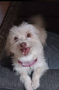 Sadie Girl -  Maltese and West Highland White Terrier Westie Dog for Adoption in Henderson, Nevada - Sadie Girl | PetCurious