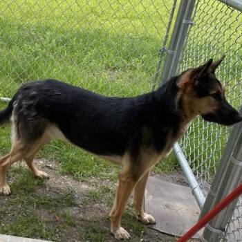 Cooper -  German Shepherd Dog and Mixed Breed Dog for Adoption in Fergus Falls, Minnesota - Cooper | PetCurious