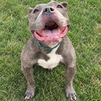 Jenny -  Pit Bull Terrier Dog for Adoption in Jersey City, New Jersey - Jenny | PetCurious