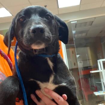 Rescue Black Labrador Retriever Dogs for Adoption in Westminster, California - WAGS-Stray-20292 | PetCurious