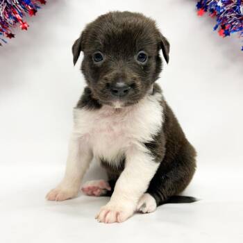 752 (2026) Mocha -  Pit Bull Terrier and Great Pyrenees Dog for Adoption in Parker, Colorado - 752 (2026) Mocha | PetCurious