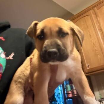 Rescue Mixed Breed Dogs for Adoption in Fredericksburg, Virginia - Sriracha | PetCurious