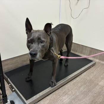 Pit Bull Terrier Dogs Available for Adoption in Pasadena, California - Macy Grey | PetCurious