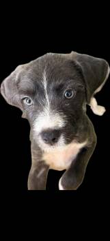Steele -  Mixed Breed Dog for Adoption in Bardonia, New York - Steele | PetCurious