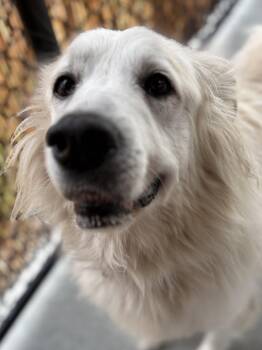 Farrah -  Shepherd and Retriever Dog for Adoption in Silvana, Washington - Farrah | PetCurious