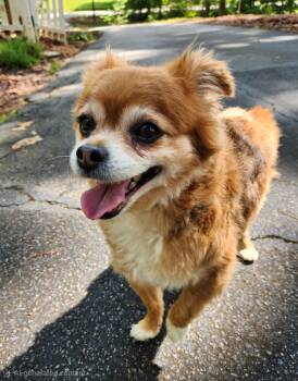 Pomeranian Dogs Available for Adoption in Pelzer, South Carolina - Lilly | PetCurious