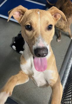 Rescue Hound Dogs for Adoption in Sterling, Massachusetts - Torchy 6 Months Ava 11/20 | PetCurious