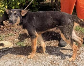 Enrique -  German Shepherd Dog Dog for Adoption in Cheektowaga, New York - Enrique | PetCurious