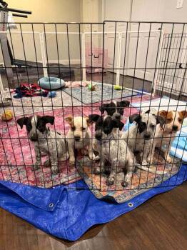 Oregano -  Australian Cattle Dog Blue Heeler and Pointer Dog for Adoption in Saugus, Massachusetts - Oregano | PetCurious