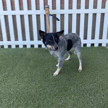 LANA -  Australian Cattle Dog Blue Heeler Dog for Adoption in Modesto, California - LANA | PetCurious