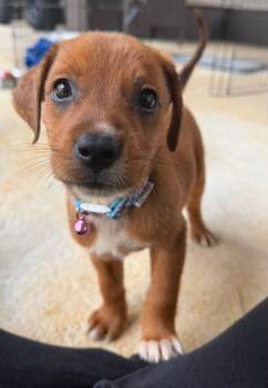 Maia - The Snuggle Bug -  Beagle and Boxer Dog for Adoption in Carolina, Carolina - Maia - The Snuggle Bug | PetCurious