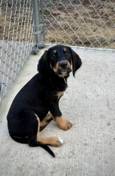 Black And Tan Coonhound Dogs Available for Adoption in Kalamazoo, Michigan - Primrose | PetCurious