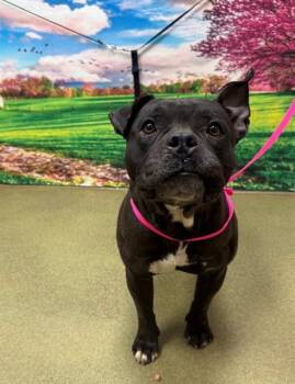 Staffordshire Bull Terrier and Mixed Breed Dogs Available for Adoption in Moreno Valley, California - A550440 | PetCurious