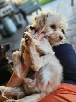 Pixie -  Maltese and Poodle Dog for Adoption in Millcreek, Utah - Pixie | PetCurious