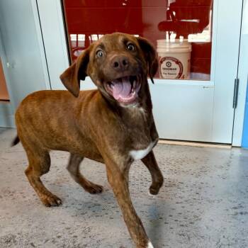 Bartleby -  Hound Dog for Adoption in Norman, Oklahoma - Bartleby | PetCurious