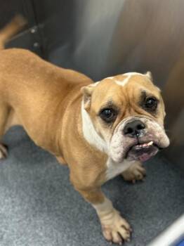 JOELLE -  American Bulldog Dog for Adoption in Dallas, Texas - JOELLE | PetCurious