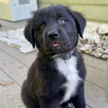 Great Pyrenees and Labrador Retriever Dogs Available for Adoption in Fayetteville, Georgia - Meriadoc Brandybuck | PetCurious