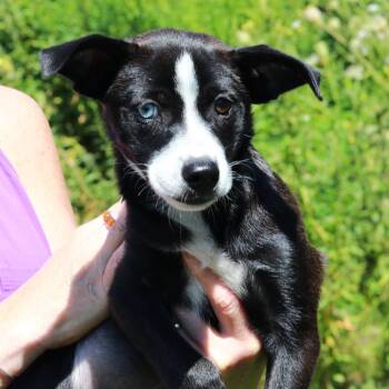 CT Spark -  Terrier and Mixed Breed Dog for Adoption in Eastford, Connecticut - CT Spark | PetCurious