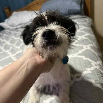 Rescue Shih Tzu Dogs for Adoption in Goliad, Texas - Thor PC | PetCurious