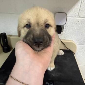 Bart -  Anatolian Shepherd and Mixed Breed Dog for Adoption in Ardmore, Oklahoma - Bart | PetCurious