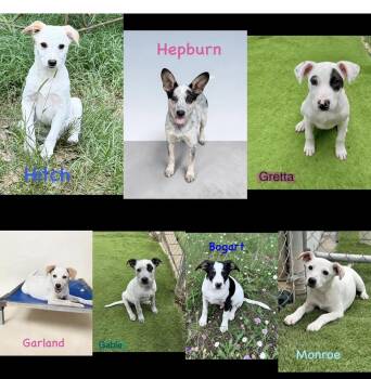 Australian Cattle Dog Blue Heeler Dogs Available for Adoption in Seaside Heights, New Jersey - Hitch, Hepburn, Garland, Bogart, Monroe, Greta And Gable | PetCurious