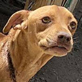 Chicharron - URGENT -  Vizsla Dog for Adoption in Thousand Oaks, California - Chicharron - URGENT | PetCurious
