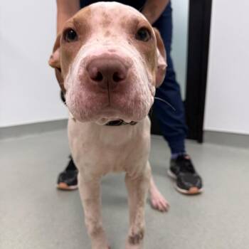 Whimsey -  Shar Pei and Mixed Breed Dog for Adoption in Abilene, Texas - Whimsey | PetCurious