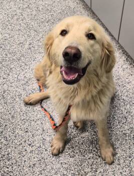 Terrier Dogs Available for Adoption - Molly | PetCurious